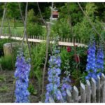Unser Bauerngarten